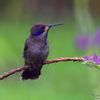 Le colibri enchanteur…