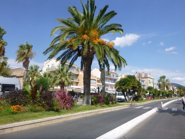 Palmiers, promenade ... mais les bateaux de tourismes sont tous à quai en raison du vent !
