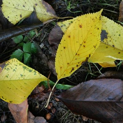 Est-ce que c'est déjà l'automne ?