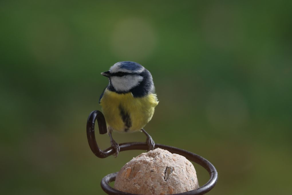 Mésange bleue