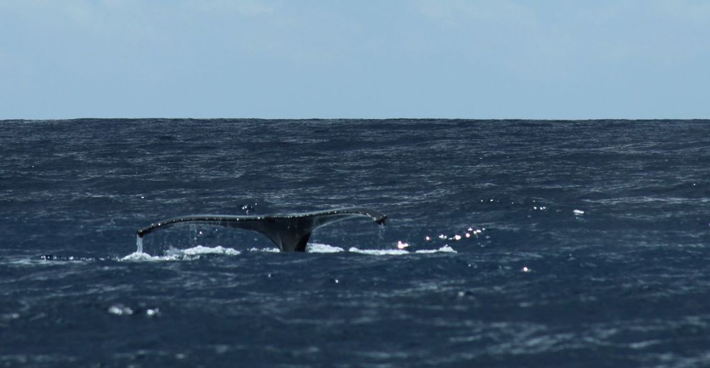 Album - 2012-07-premiers-pas-a-La-Reunion