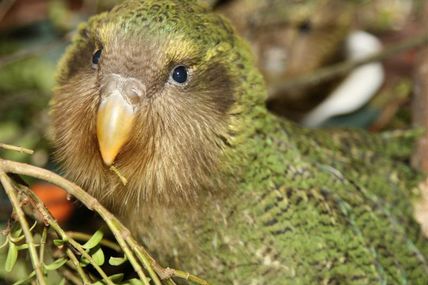 Le Kakapo, Perroquet de nuit, Strigops Habroptila, Espèce en voie de disparition,  Nouvelle-Zélande