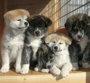 Photos d' AKITA INU ce magnifique chien Japonais