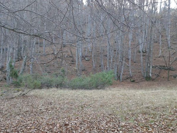 il bellissimo bosco attorno alla baita sepolta