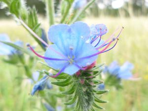 Echium vulgare-vipérine