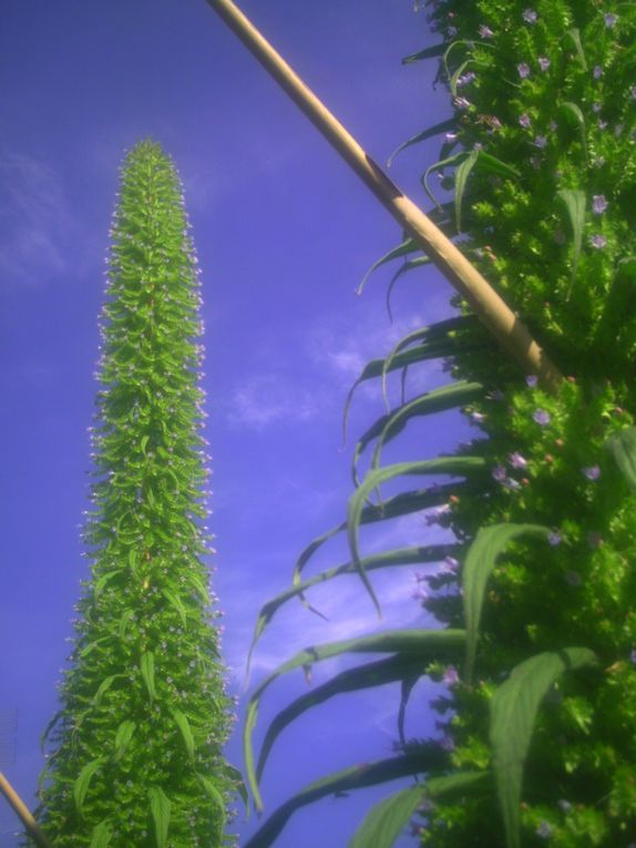 Album - de plein pied  floraison d'echium pininana