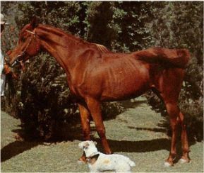 Album - Les-Ascendants-et-collateraux-de-nos-chevaux