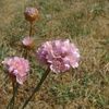 Arméria maritime ou oeillet marin (Armeria maritima)