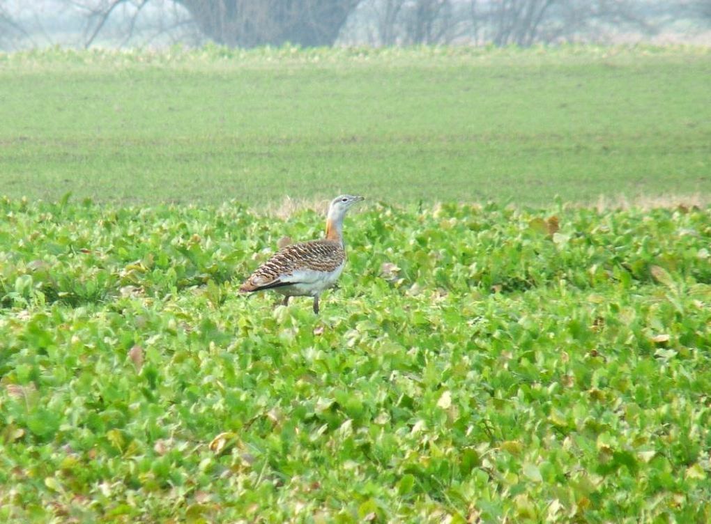 Album - Outarde-barbue