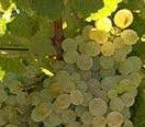 #Clairette Producers Australia Vineyards 