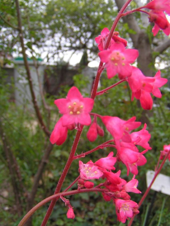 Heuchères en fleurs....