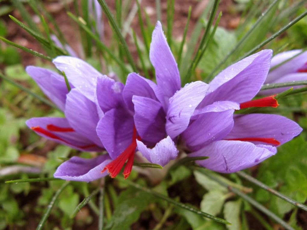 Fleurs de Crocus Sativus (Safran)