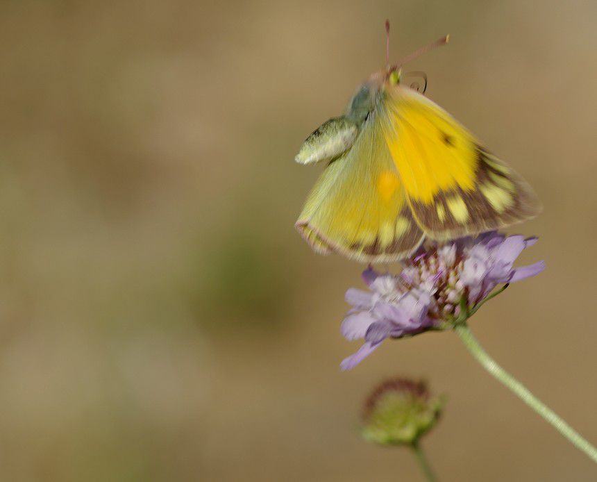 Album - Macro-Papillons