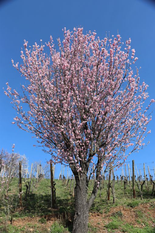 Mandelberg à Mittelwhir ,quand les amandiers sont en fleurs