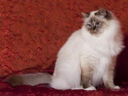 Chat de birmanie blanc