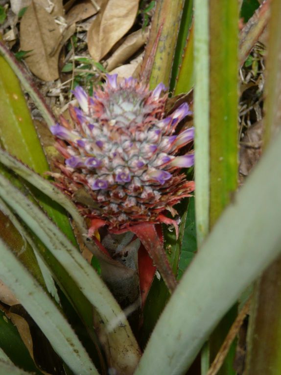 Album - Mayotte