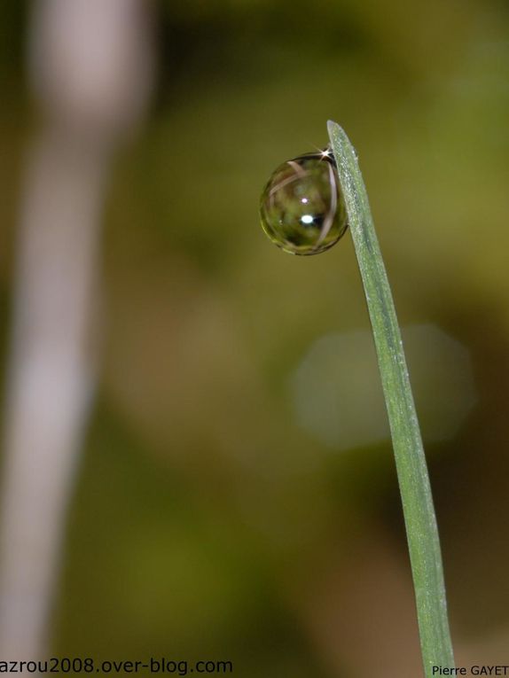 photos prises aux alentours du village de Chemilly, dans l'Allier (03), ainsi que dans la Nièvre (58) et le Puy-de-Dôme (63). Vous y trouverez principalement des photos d'insectes et de fleurs.