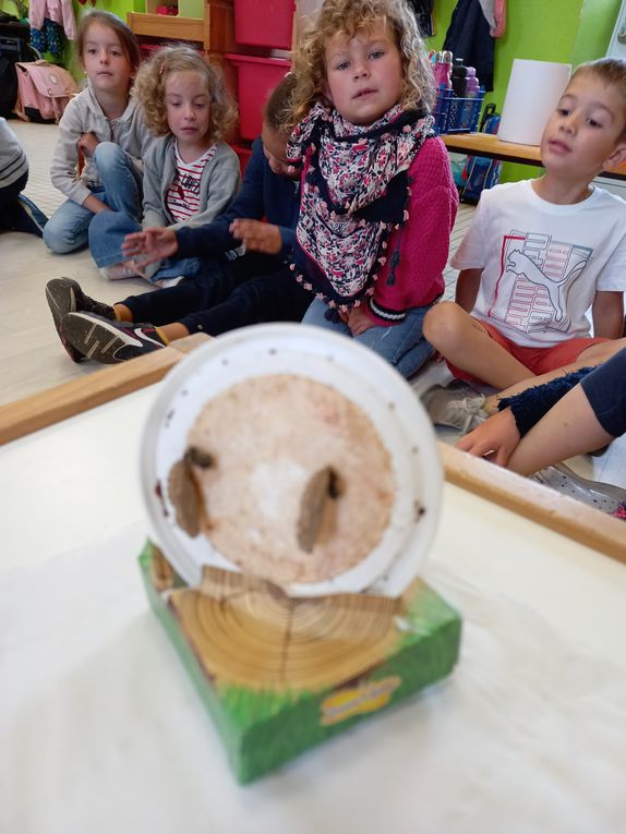 Elevage de papillons en maternelle