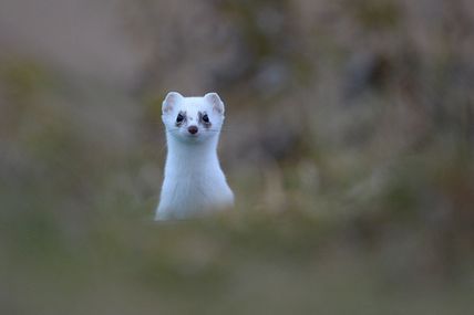 L'hermine elle aussi a besoin de neige...