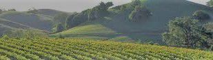 #Lagrein Producers Sonoma Valley California Vineyards 