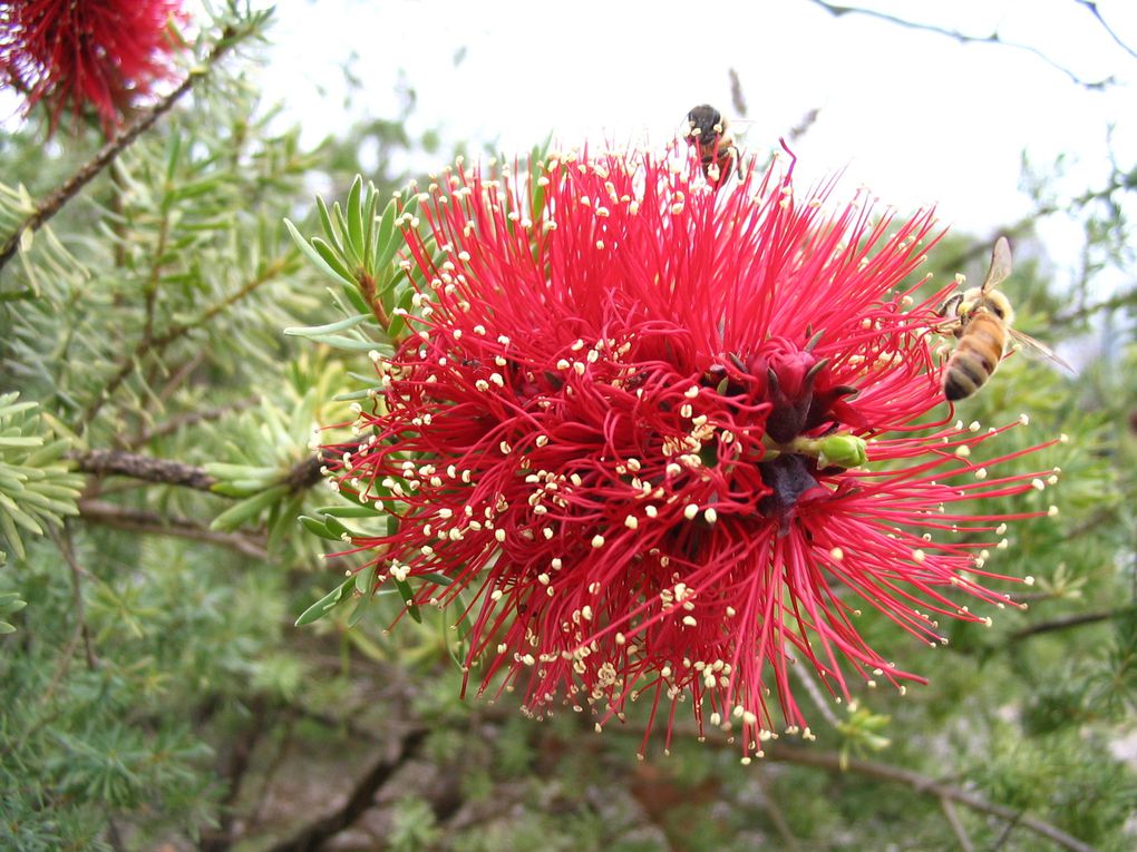 Album - University-of-Western-Australia