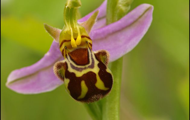 abeille et bourdon