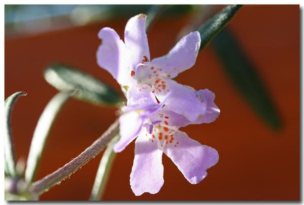 Album - fleurs-et-feuilles