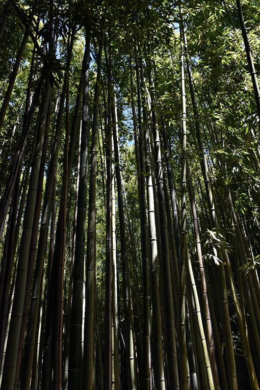 LA BAMBOUSERAIE &amp; LA JUNGLE DU SHOGUN