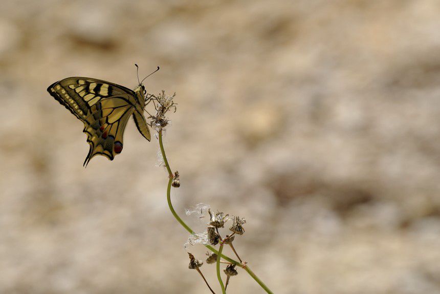 Album - Macro-Papillons