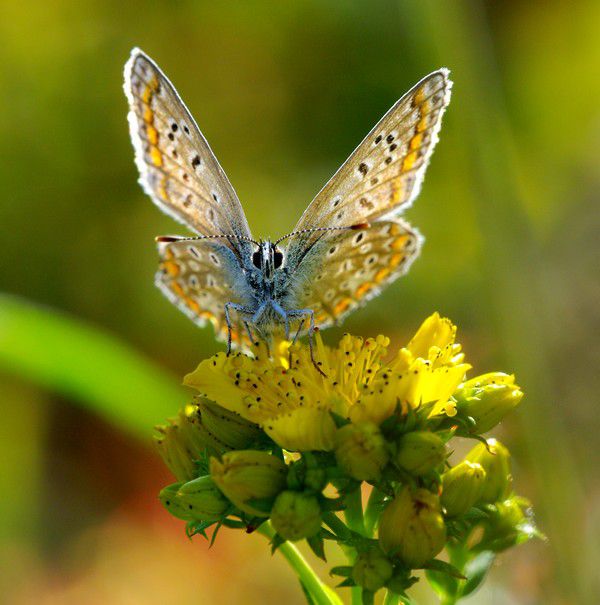 Album - Macro-Papillons