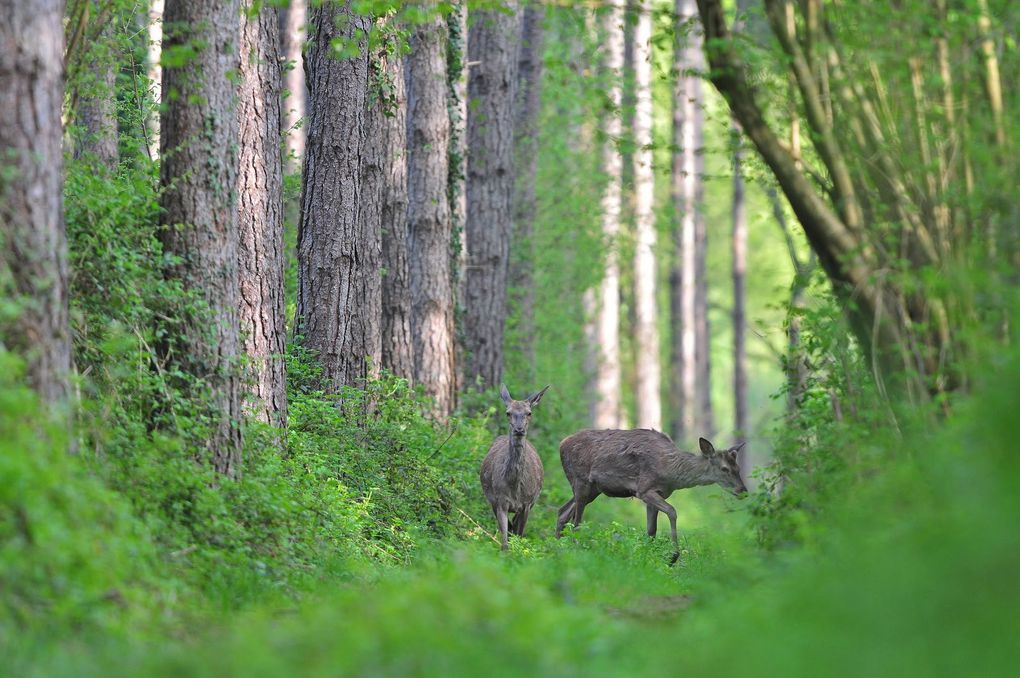 Cerf élaphe (Cervus elaphus).