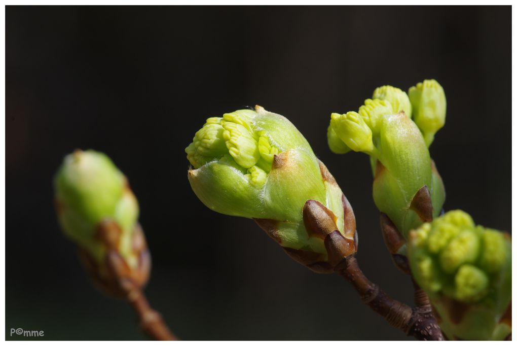 Album - Arbres - Nature 