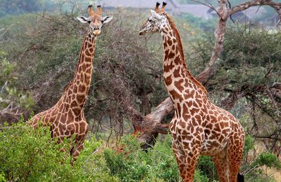 Girafes (Kenya)
