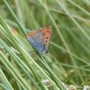 Album - lepidopteres-en-dordogne