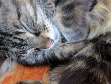 Refrán: Cuando el gato duerme, los ratones se divierten