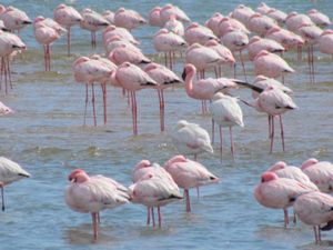 SWAKOPMUND-WALVIS BAY