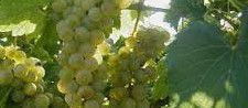 #Chardonel Producers Illinois Vineyards