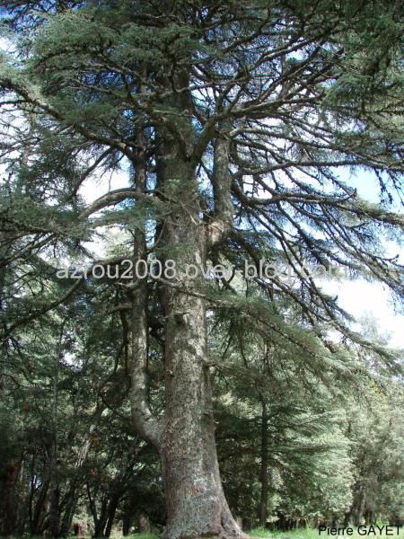 Fleurs de la forêt d'Azrou et alentours. cedraie, et foret mixte cèdres de l'Atlas et chênes verts (Parc National d'Ifrane, moyen-Atlas marocain).