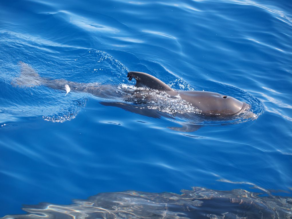 Globicephales tropicaux
(Globicephala macrorhynchus)

Population residente, 
Tenerife, Iles Canaries