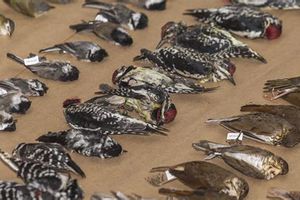 Près de 1000 oiseaux meurent après avoir heurté un bâtiment à Chicago