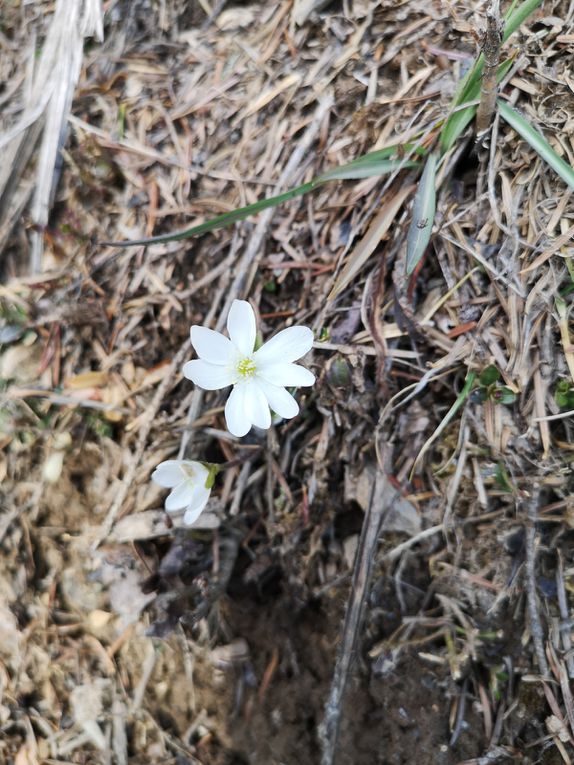 Samedi 18 mars La RIENKANOURAKETTE des Chemins de Traverse