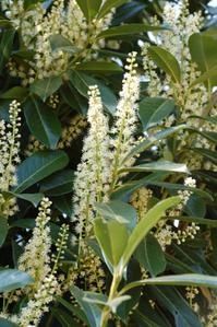 <p>tout ce qui parle de nature, ne notre jardin ... et de nos fauves ....</p>
<p>Sans oublier les petits zoziaux ;-)</p>