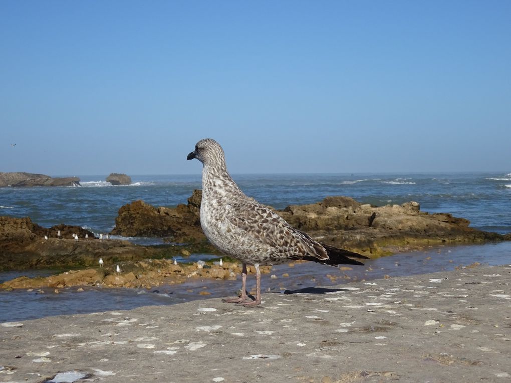 Séjour à Essaouira, Décembre 2018