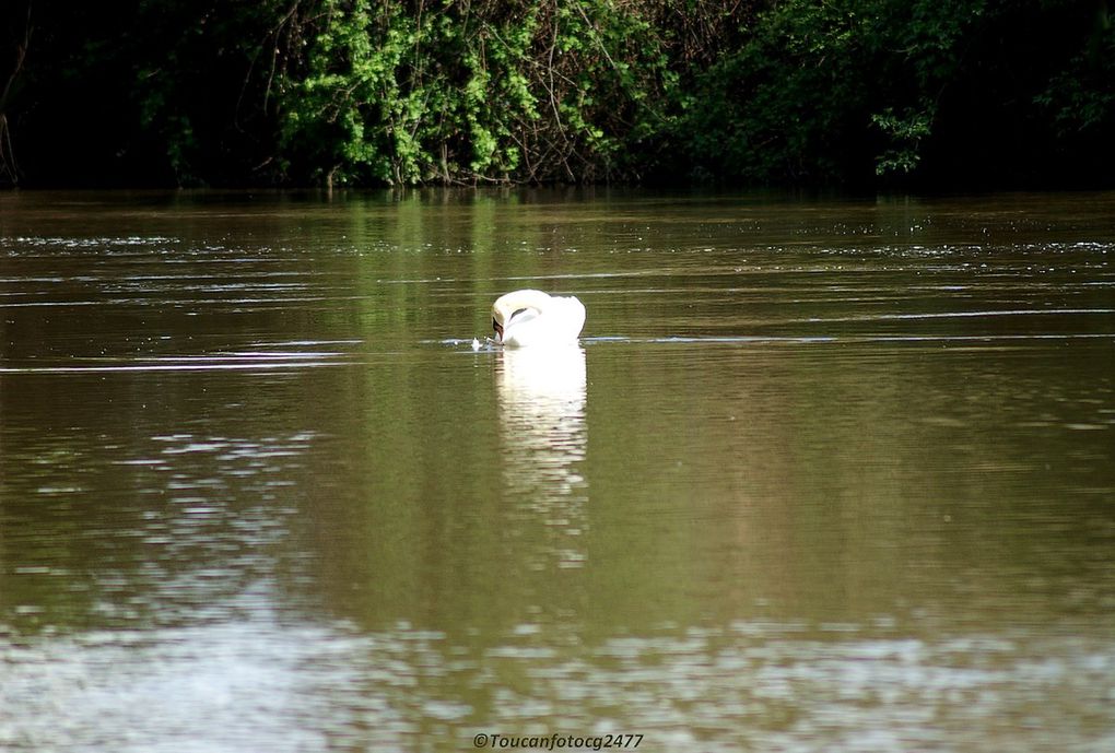 Sous le beau soleil de ce jour du 1er mai, ce cygne faisait de la coquetterie, lissant ses plumes au beau milieu de la rivière, et se laissant glisser avec insouciance au rythme de la ballade que lui imposait le courant... Il s'est laissé observer