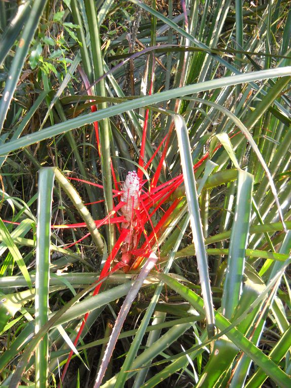 Album - Paraguay--Le-meconnu-pays-Guarani