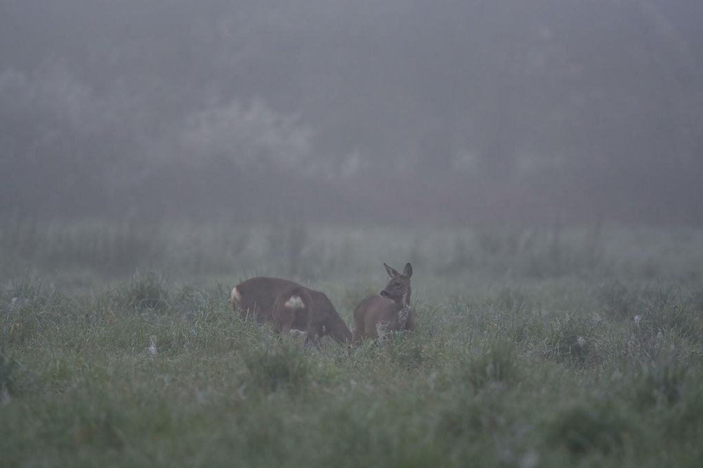 Le chevreuil européen reste très discret. Ses populations sont donc difficiles à dénombrer, d'autant qu'il est essentiellement forestier. S'il s'approche volontiers des habitations proches des lisières tôt le matin ou la nuit, il fuit le contact de l'homme et est gêné par des dérangements répétitifs. Il est grégaire et peut former des groupes de plus de dix individus en milieu ouvert en hiver. La cellule sociale de base du chevreuil est matriarcale, associant une chevrette et sa progéniture de l’année.