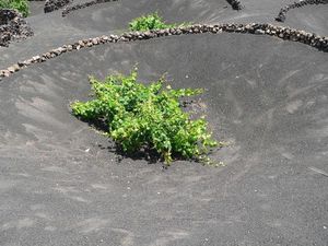 Suite de l'excursion dans le parc du Timanfaya