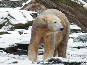 Knut am 16. Dezember 2010