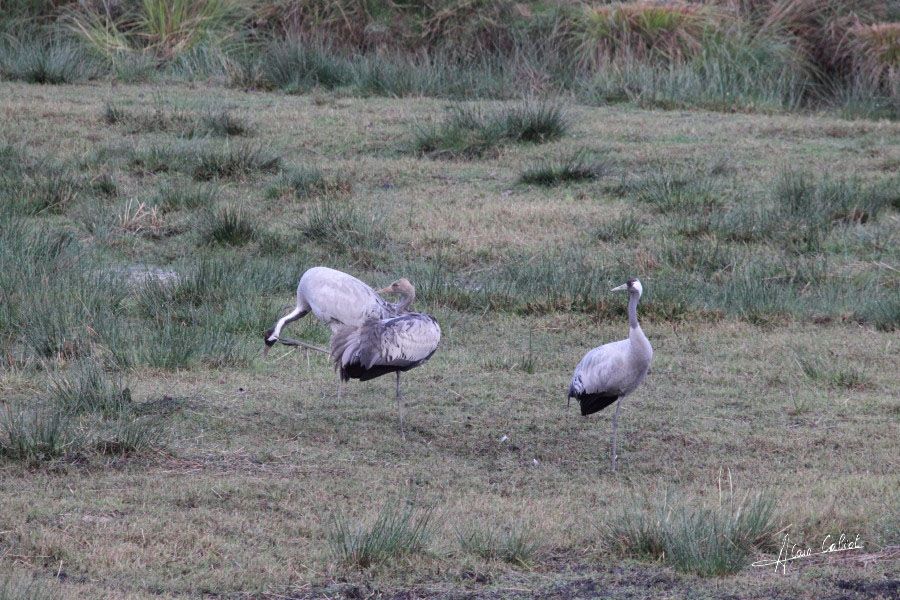 Grues cendrées