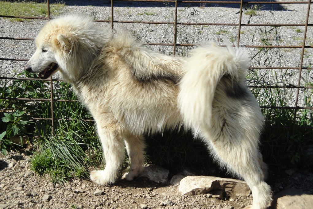 Sortie cani-rando pour les groupes 3 et 5 le mercredi matin